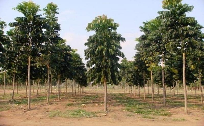 جهود «البيئة» في مجال التشجير وتنفيذ «100 مليون شجرة» بمحافظات الجمهورية.. «صور»