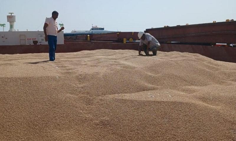 «الحجر الزراعي» يواصل إجراءات فحص الرسائل الواردة من القمح في الموانئ