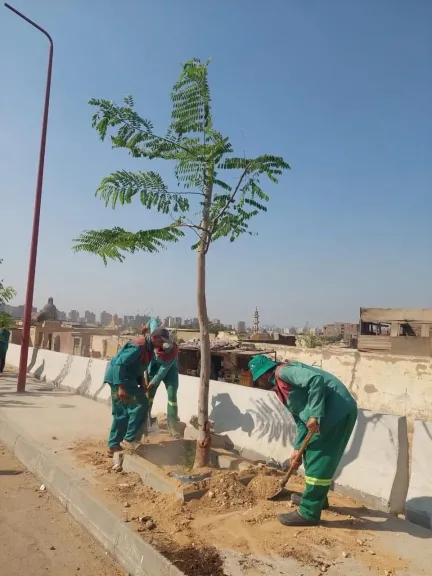وزيرة التنمية المحلية تتابع الموقف التنفيذي للمرحلة الرابعة من «100 مليون شجرة»